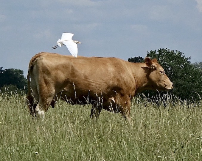 cattle egret